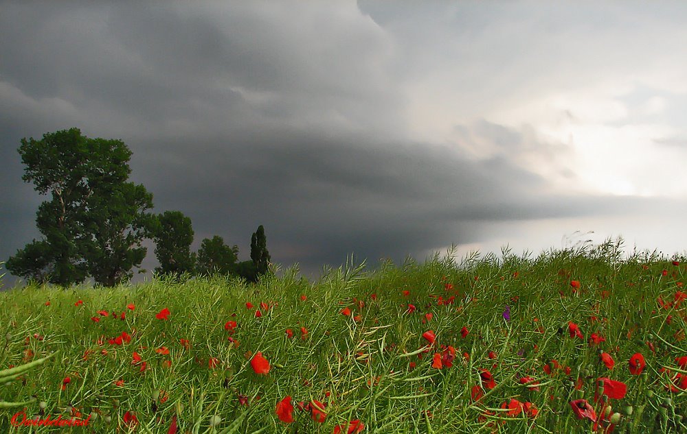field.jpg